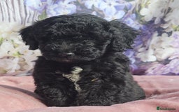 Cockapoo dogs for sale: sable & phantom & tri colour cockapoo puppies  - Image 32