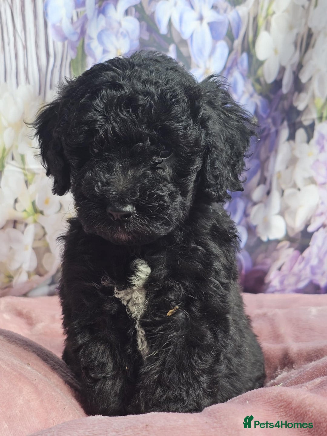 Cockapoo dogs for sale: sable & phantom & tri colour cockapoo puppies  - Image 32