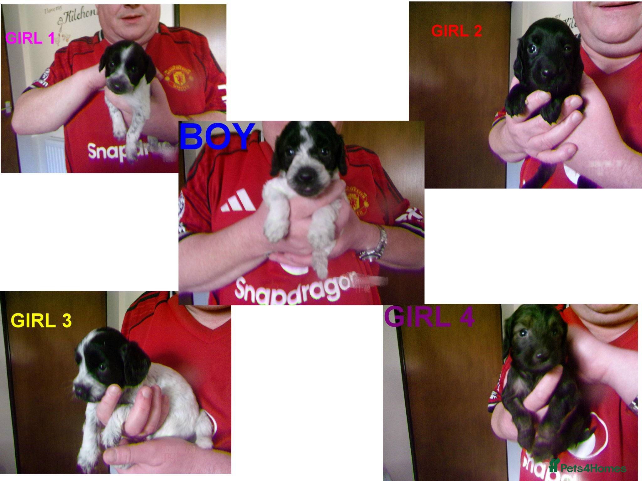 Cockapoo dogs  Cockapoo puppies 1 boy 4 girls - Advert 16