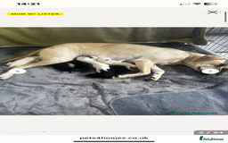 Mixed Breed dogs for sale: Huskador pup - Image 4