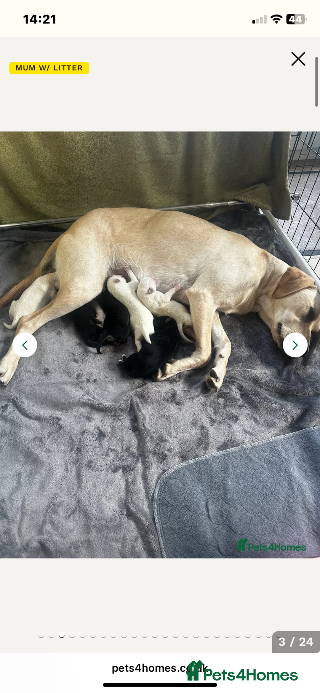 Mixed Breed dogs for sale: Huskador pup - Image 4