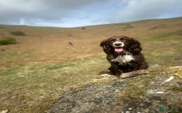 Cocker Spaniel dogs for sale: Working cocker spaniel  - Image 3