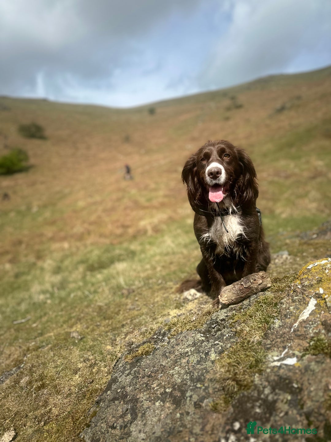 Cocker Spaniel dogs for sale: Working cocker spaniel  - Image 3