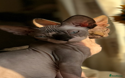 Sphynx cats for sale: 2 sphynx sisters looking for new home TOGETHER  - Image 5