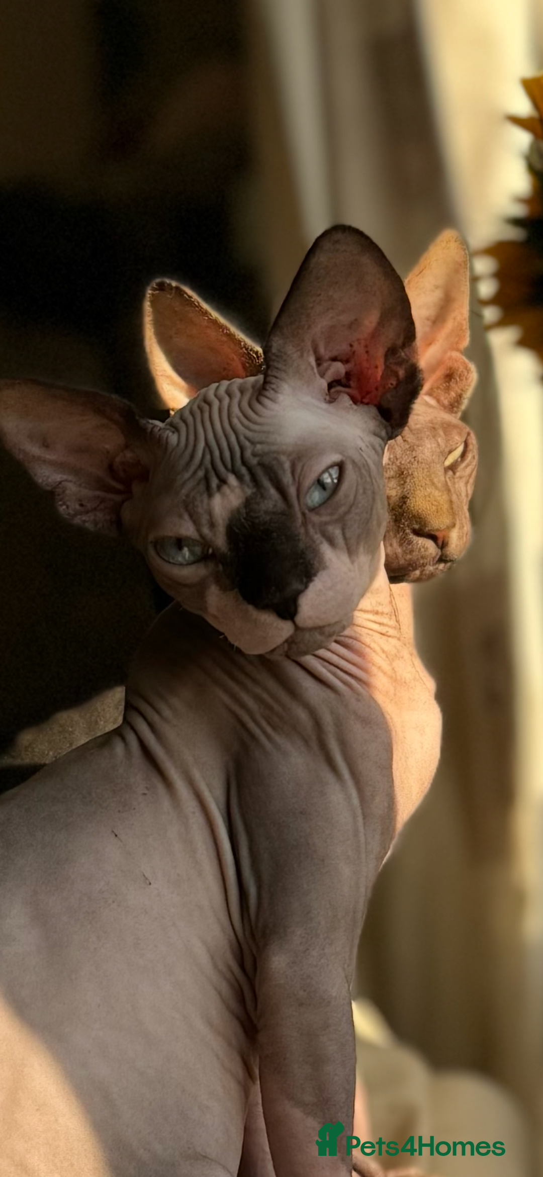 Sphynx cats for sale: 2 sphynx sisters looking for new home TOGETHER  - Image 5