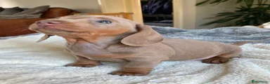 Miniature Dachshund 3