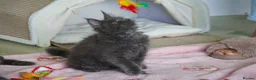 Maine Coon cats for sale: TICA Reg Black Smoke Maine Coon Kittens - Advert 15