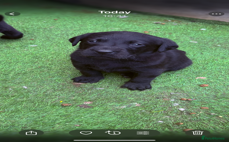 Labrador Retriever dogs - Advert 4