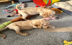 Cocker Spaniel dogs for sale: Beautiful gold cocker puppies - Image 13
