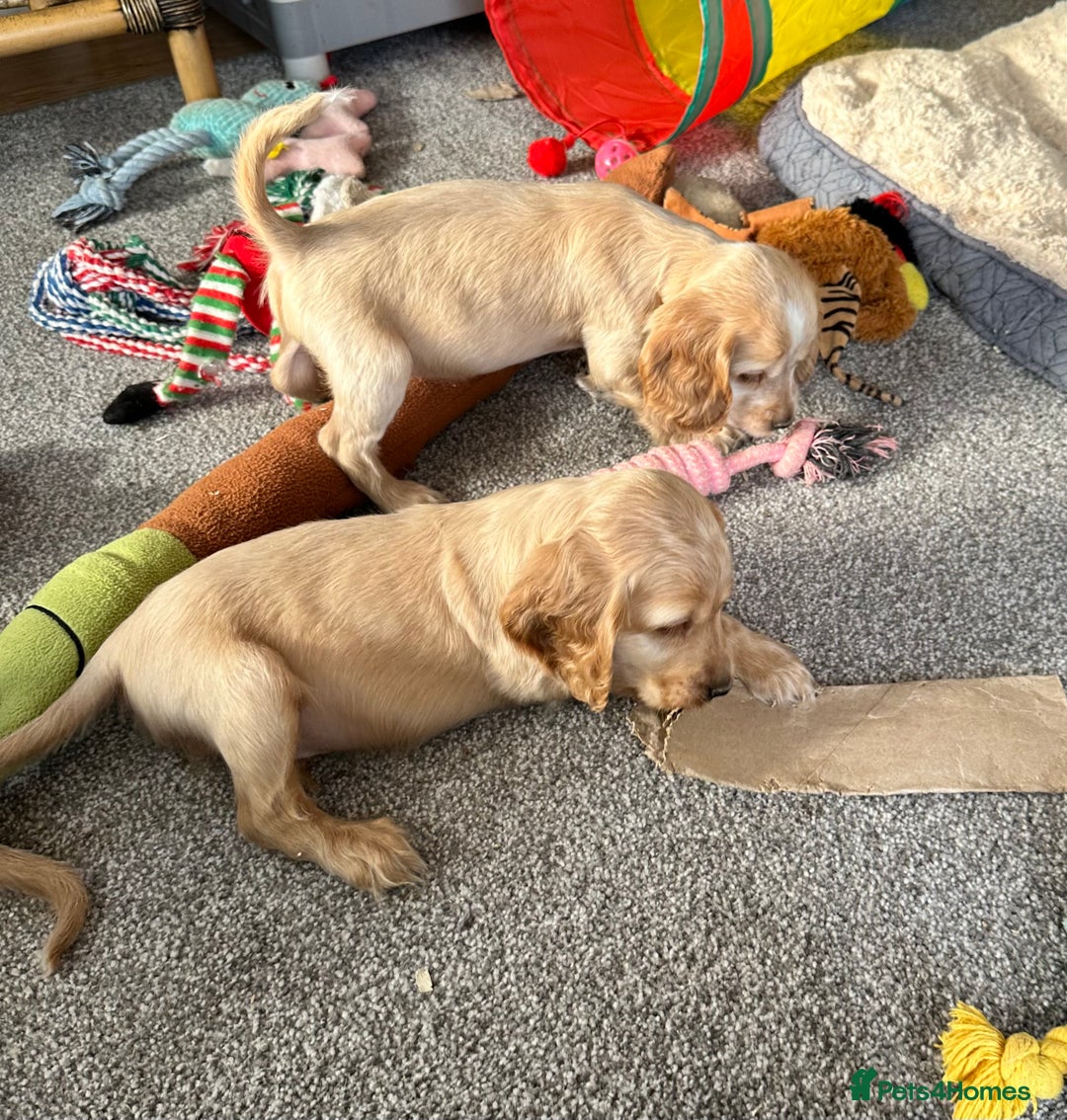 Cocker Spaniel dogs for sale: Beautiful gold cocker puppies - Image 13