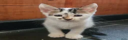 Mixed Breed cats for sale: Kittens  - Advert 5