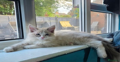 Ragdoll cats - Advert 6