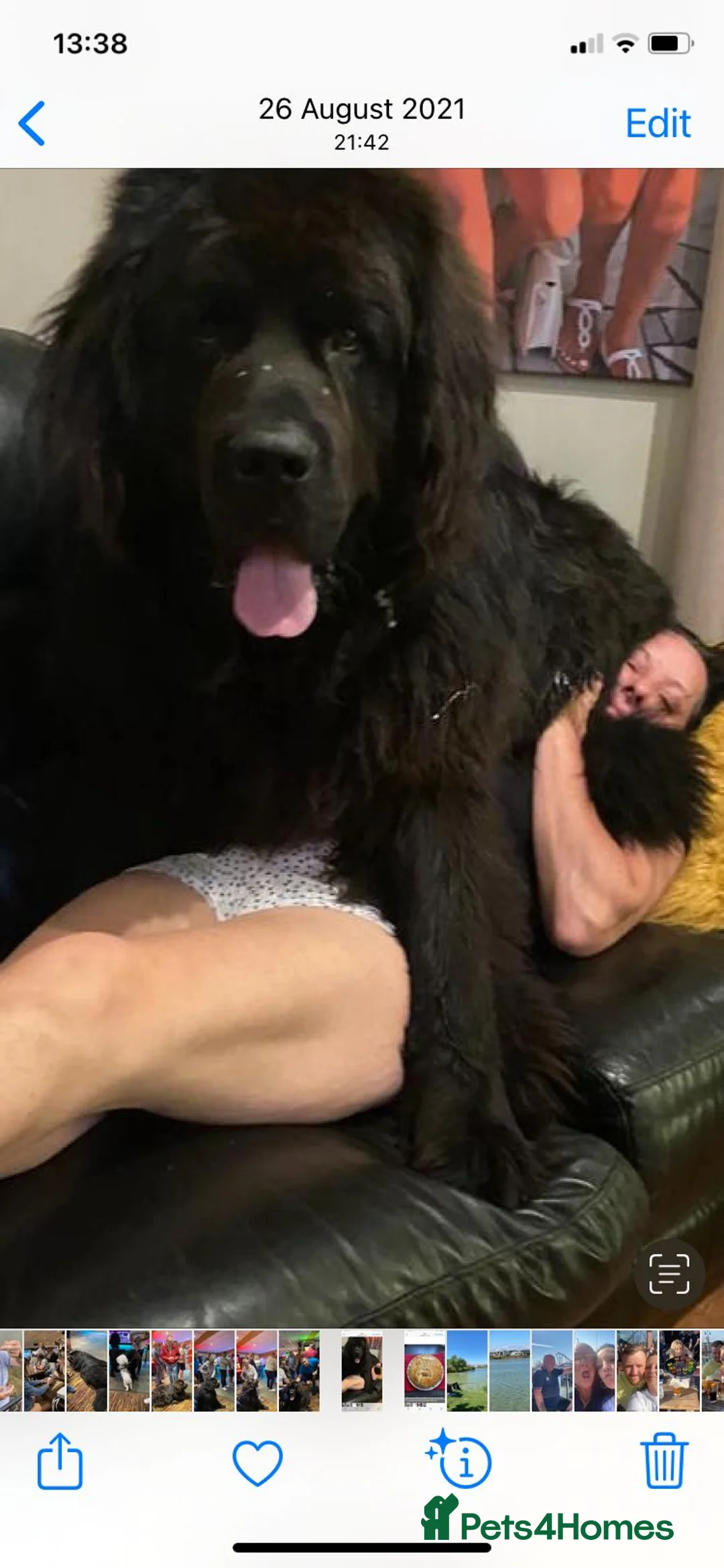 Newfoundland dogs for stud: Newfoundland stud in Doncaster - Advert 4