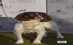 English Springer Spaniel dogs for sale: ✨ Working English Springer Spaniel Puppies ✨ - Image 21