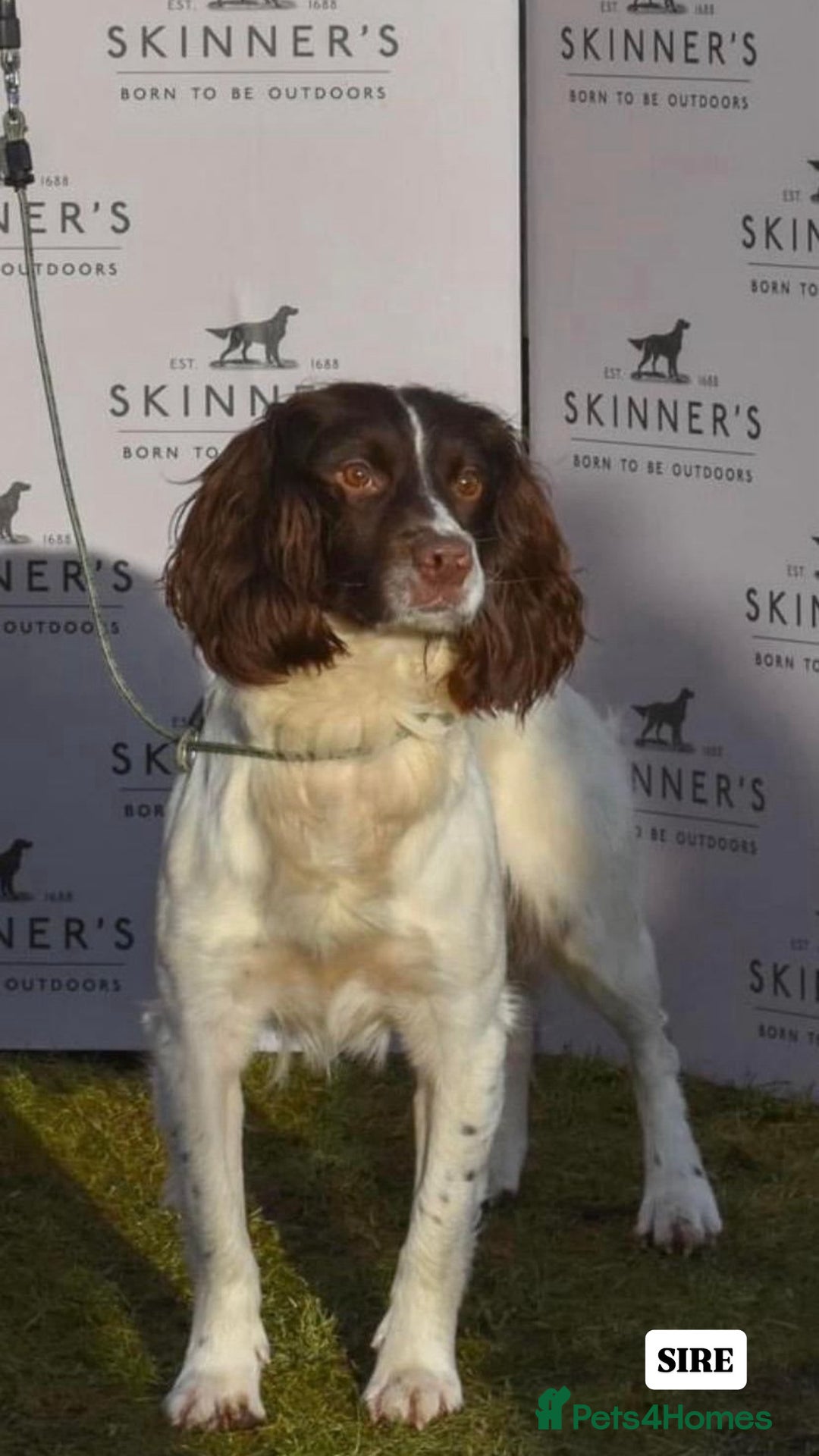 English Springer Spaniel dogs for sale: ✨ Working English Springer Spaniel Puppies ✨ - Image 21