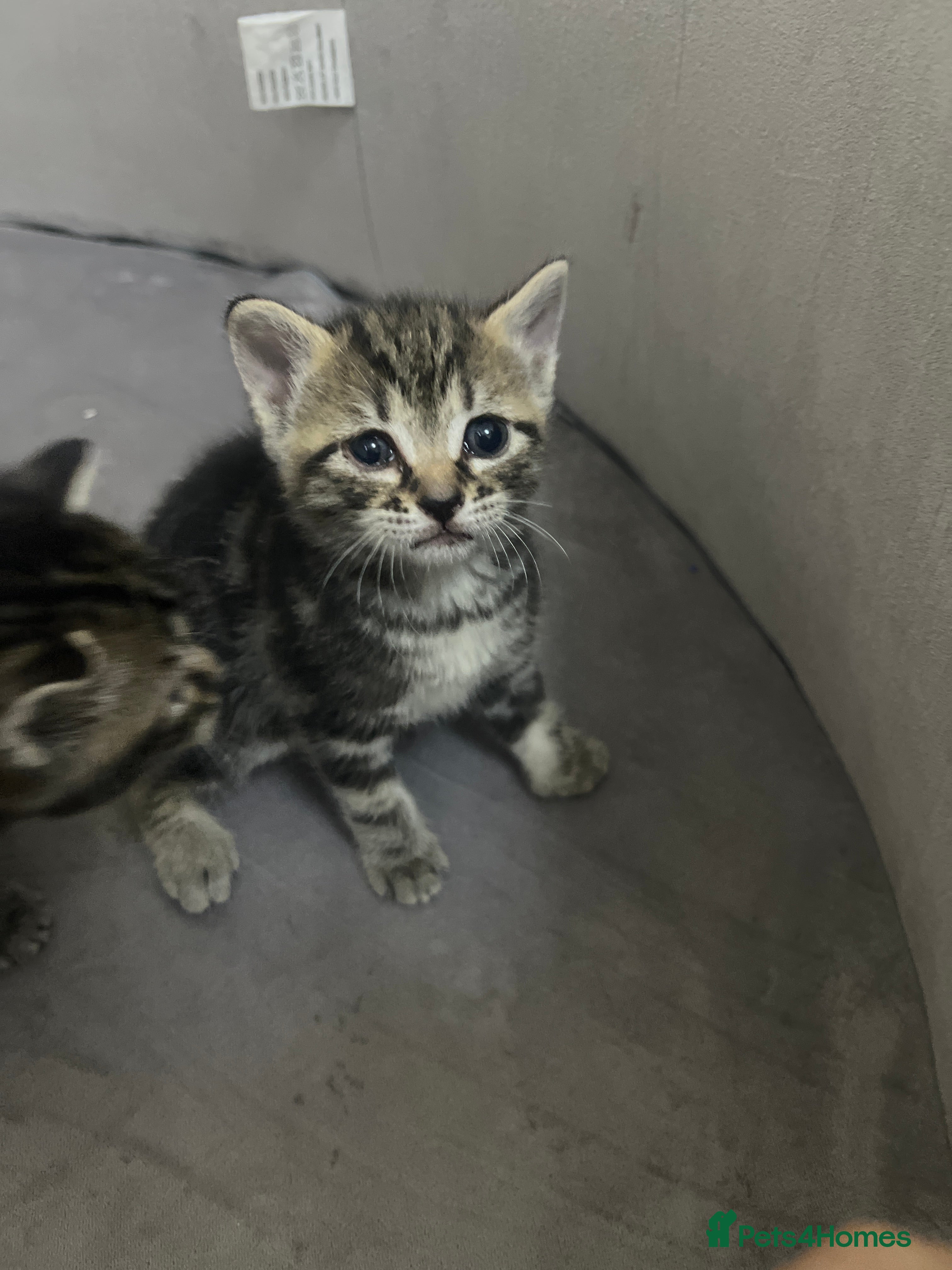 Mixed Breed cats for sale: Mixed Bengal kittens  - Advert 8