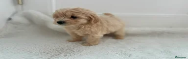 Maltipoo 3