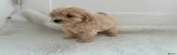 Maltipoo dogs for sale: Adorable Maltipoo Puppies  - Advert 15