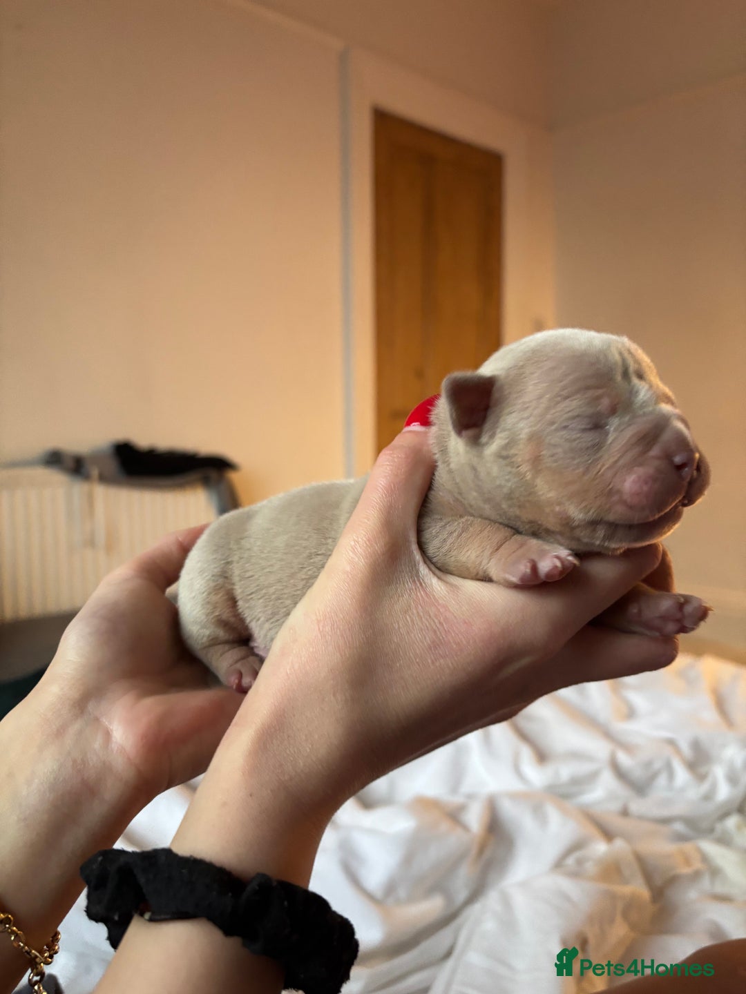 American Bully dogs for sale: 💙🐾 2 Stunning American Pocket Bully Puppies 🐾💙 - Advert 10