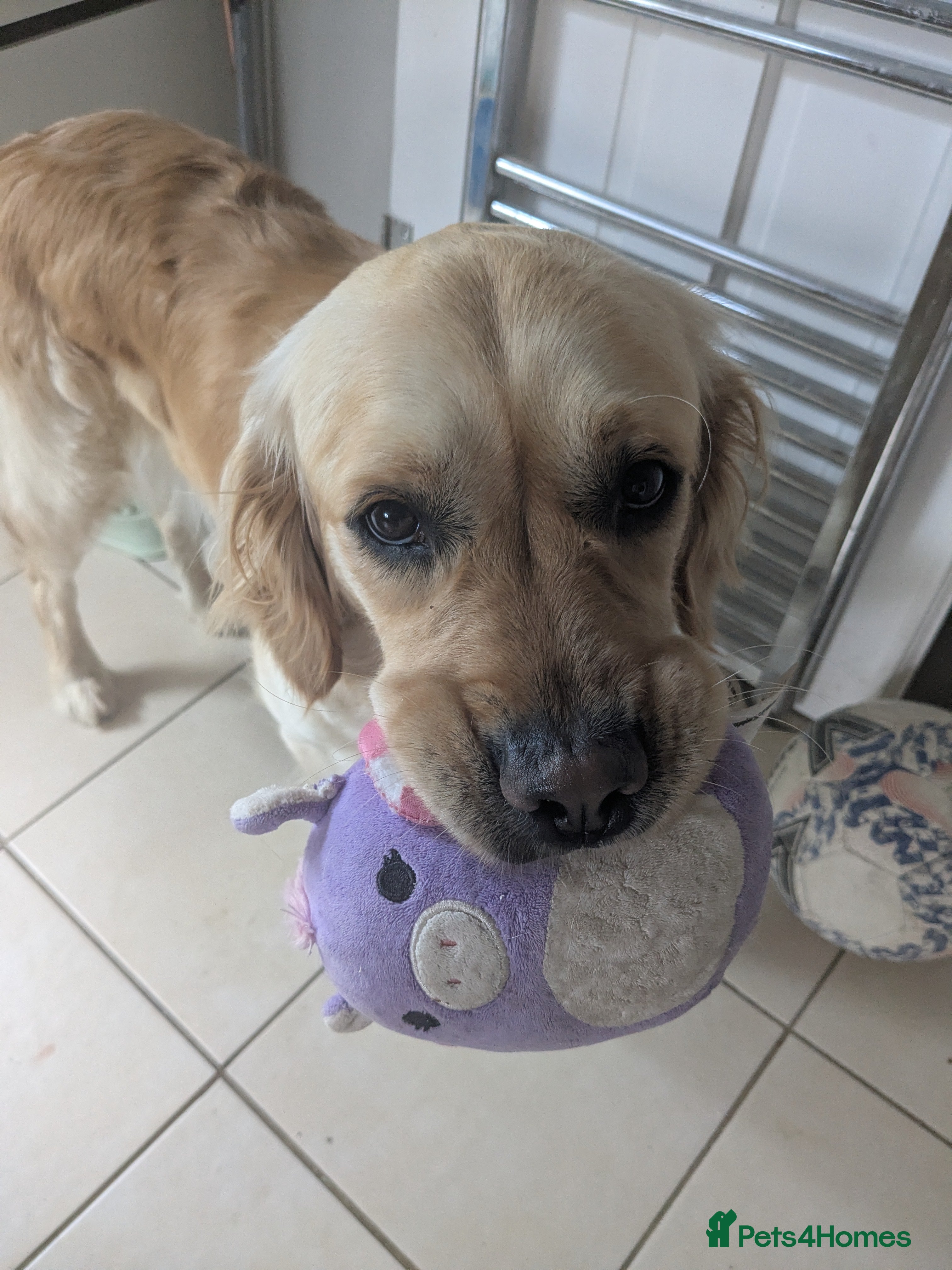 Golden Retriever dogs Golden retriever puppies due 20th march - Advert 2