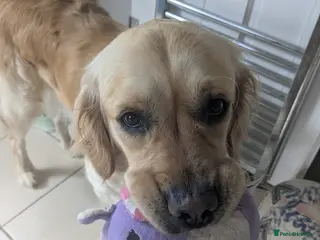 Golden Retriever dogs Golden retriever puppies due 20th march - Advert 2