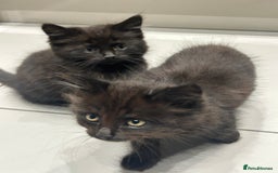 British Longhair cats for sale: Black/Brown boy kittens - Image 6
