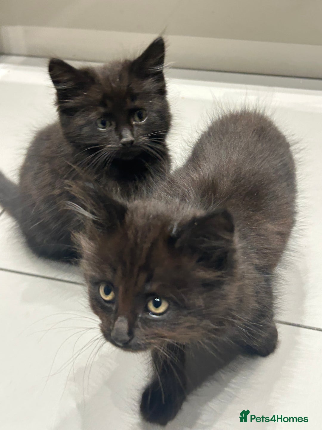 British Longhair cats for sale: Black/Brown boy kittens - Image 6