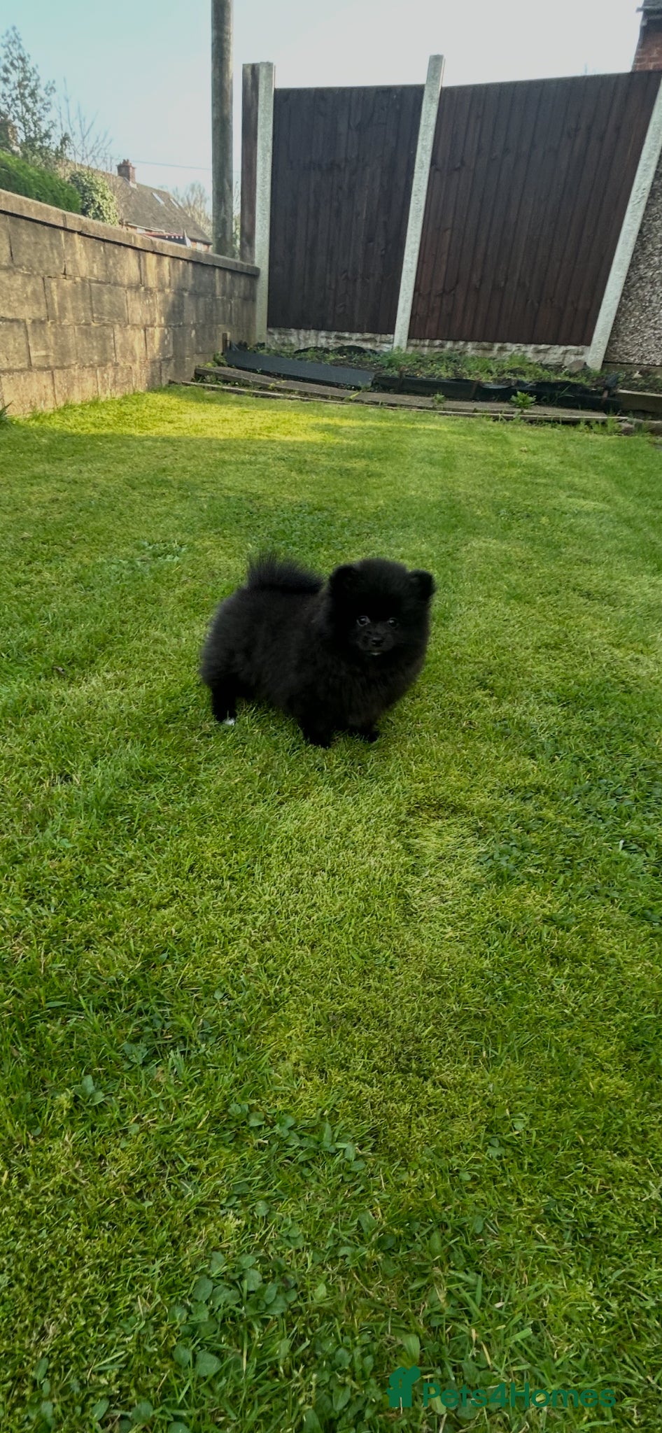 Pomeranian dogs 🩷Last Girl🩷Beautiful Pomeranian Puppies 🩷🐶🩷 - Advert 4