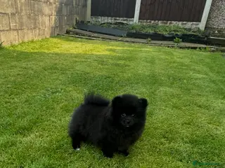 Pomeranian dogs 🩷Last Girl🩷Beautiful Pomeranian Puppies 🩷🐶🩷 - Advert 4