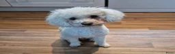 Cockapoo dogs for sale: Cockapoo puppies F1bb - Advert 3