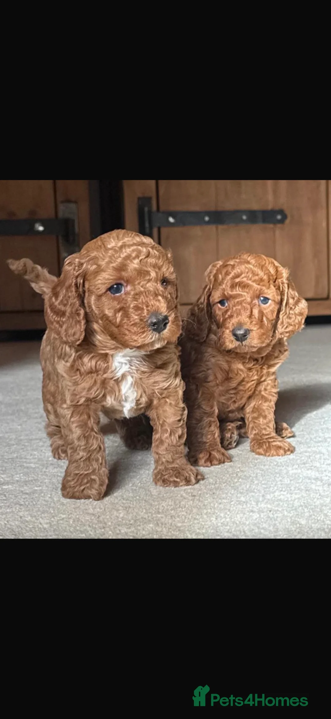 Miniature Poodle dogs for sale: Exceptional deep red mini poodles - Advert 8