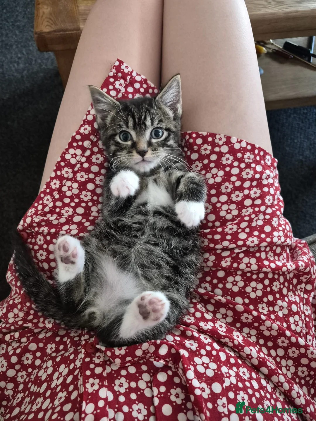 Mixed Breed cats for sale: Tabby kitty boy requires new home - Advert 1