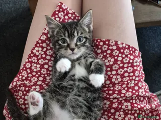 Mixed Breed cats Tabby kitty boy requires new home - Advert 4