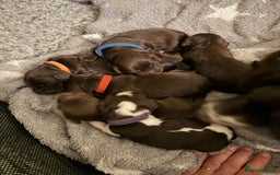 Cocker Spaniel dogs for sale: Working cocker spaniel puppies - Image 9