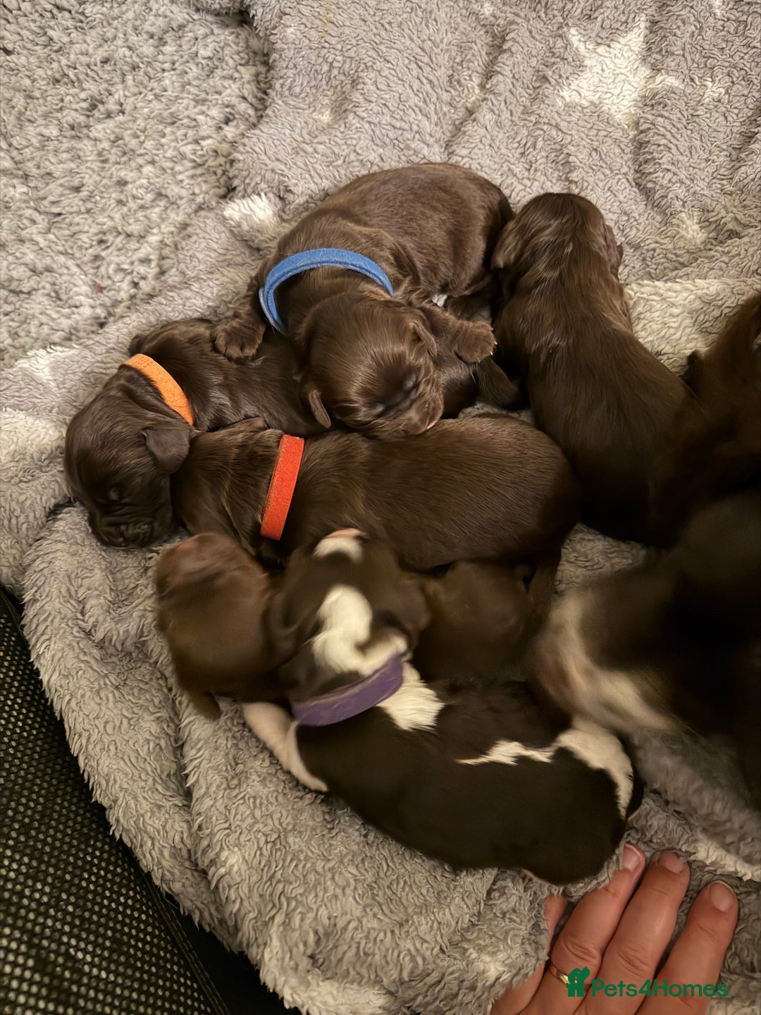 Cocker Spaniel dogs for sale: Working cocker spaniel puppies - Image 9