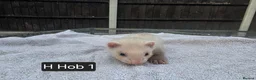 Ferret rodents for sale: Full, Semi & Half Angora Kits - Advert 18