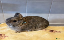 Netherland Dwarf rabbits for sale: Pure Netherland Dwarfs - Advert 11
