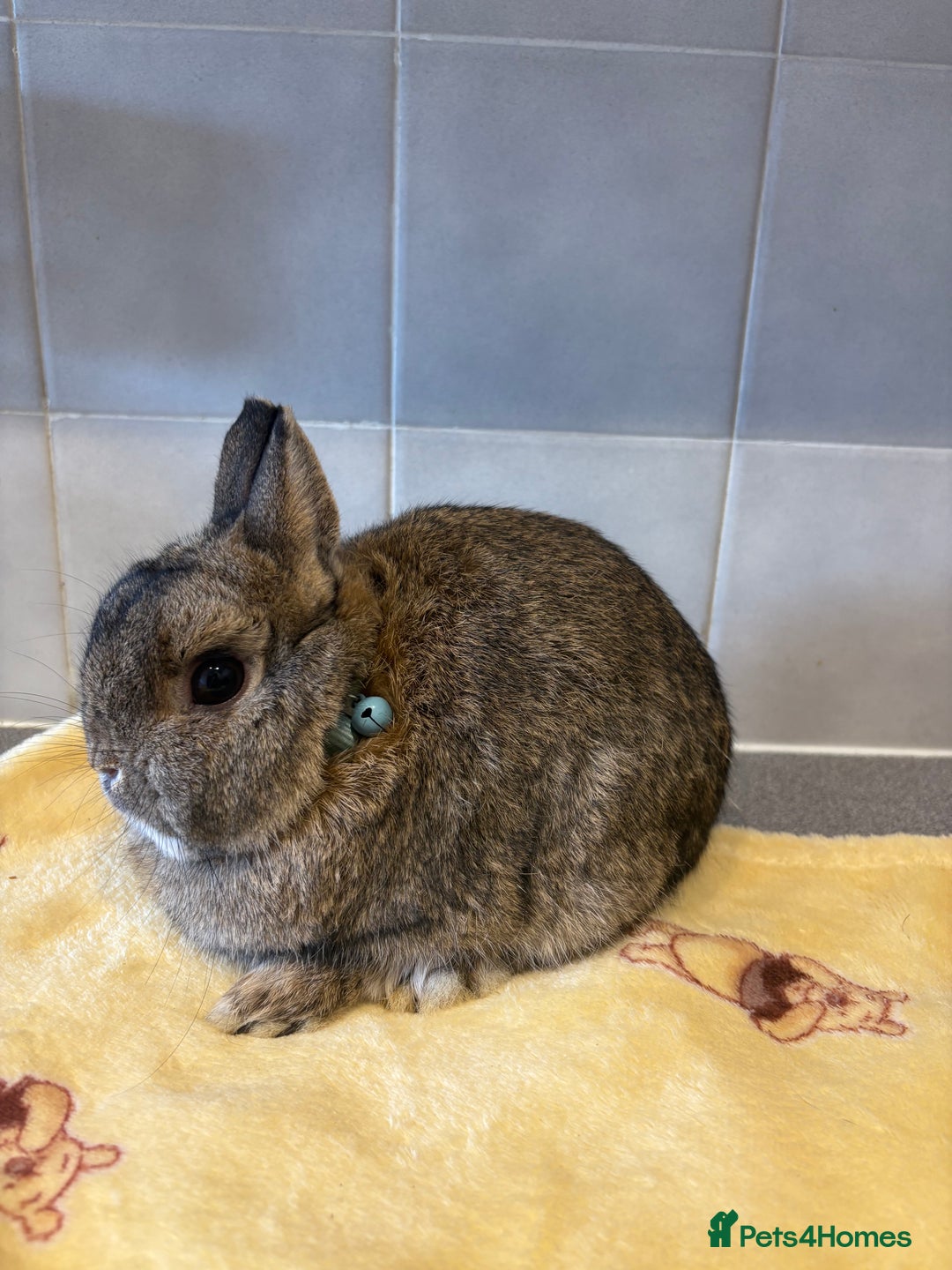 Netherland Dwarf rabbits for sale: Pure Netherland Dwarfs - Advert 11