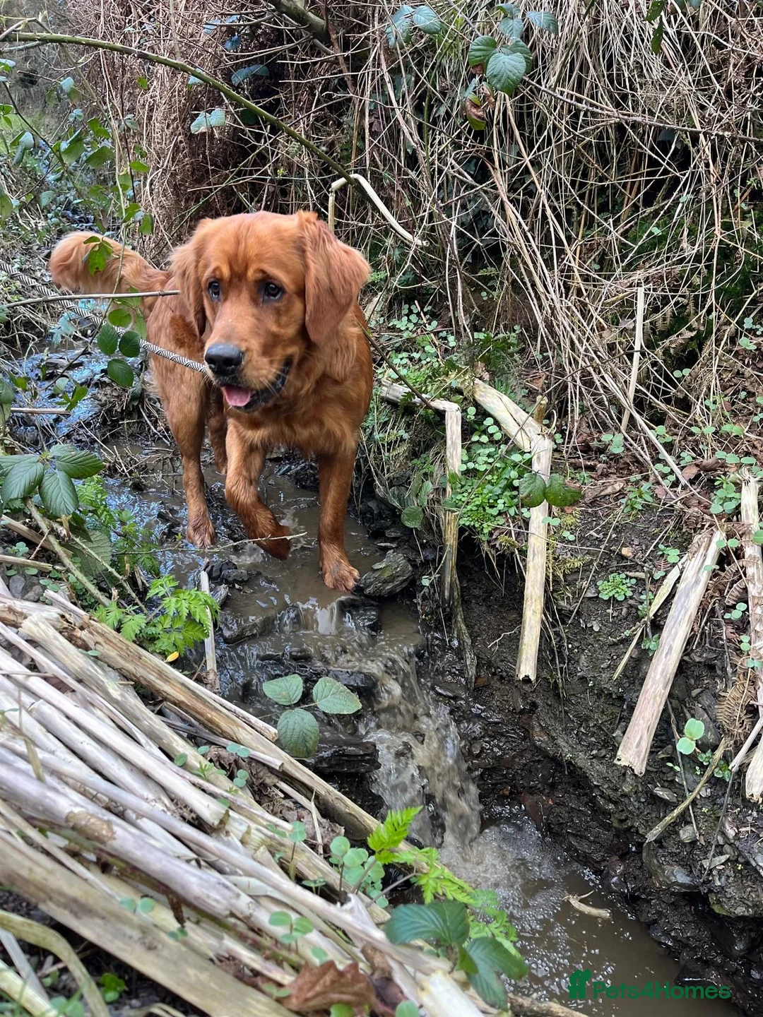 Golden Retriever dogs for sale: Beautiful boy in need of a new home  - Advert 5