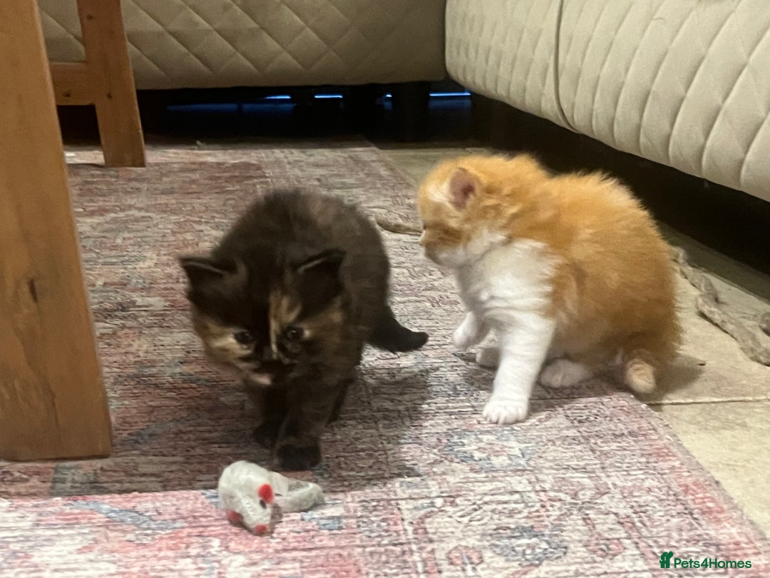 Ragdoll cats for sale: Beautiful ragdoll mix kittens  - Image 10