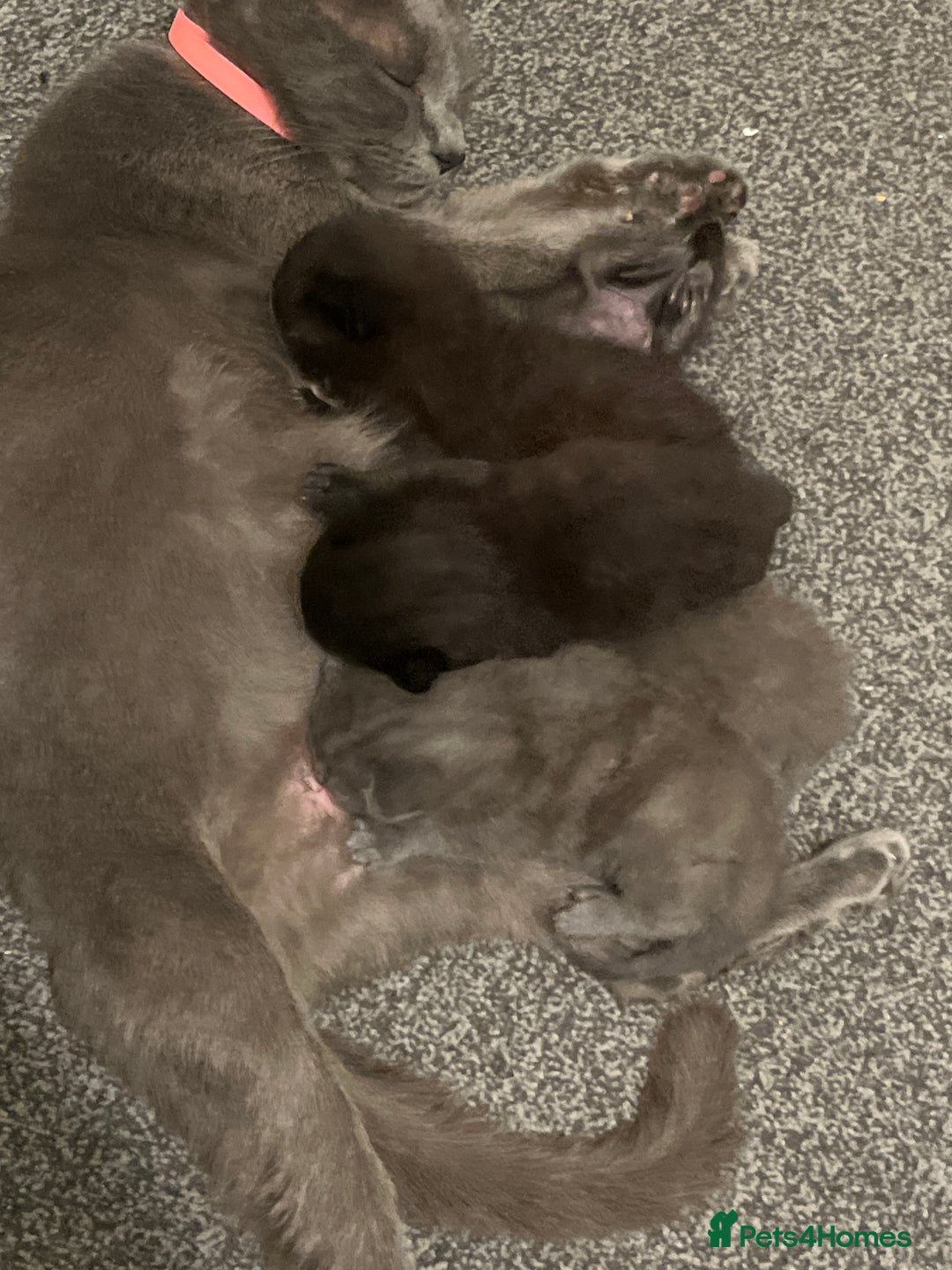 Mixed Breed cats for sale: Available soon  - Advert 2