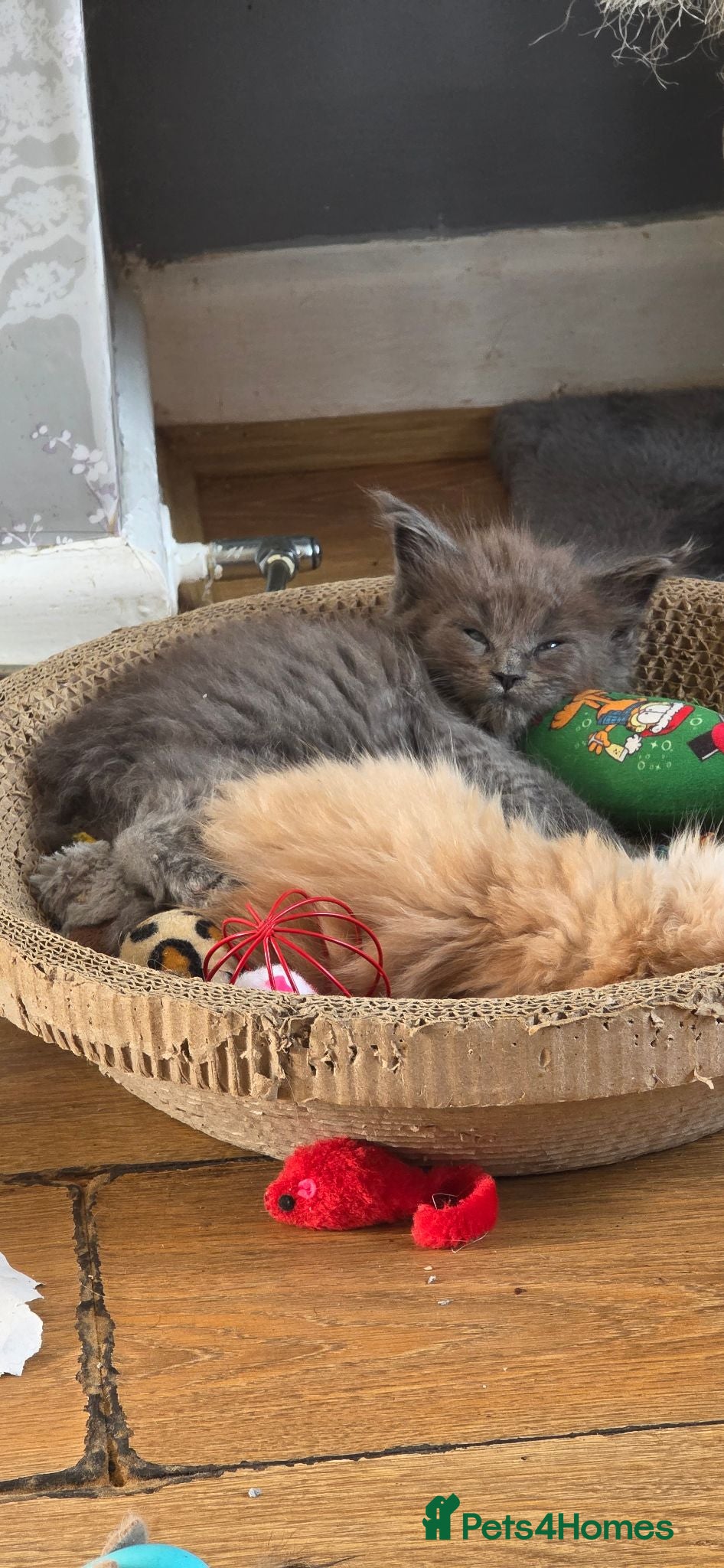 Maine Coon cats stunning maincoon creams & blues - Advert 1