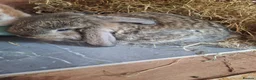 Mini Lop rabbits for sale: Mini lop - Advert 22
