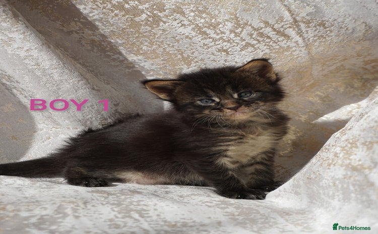 Maine Coon cats - Advert 4