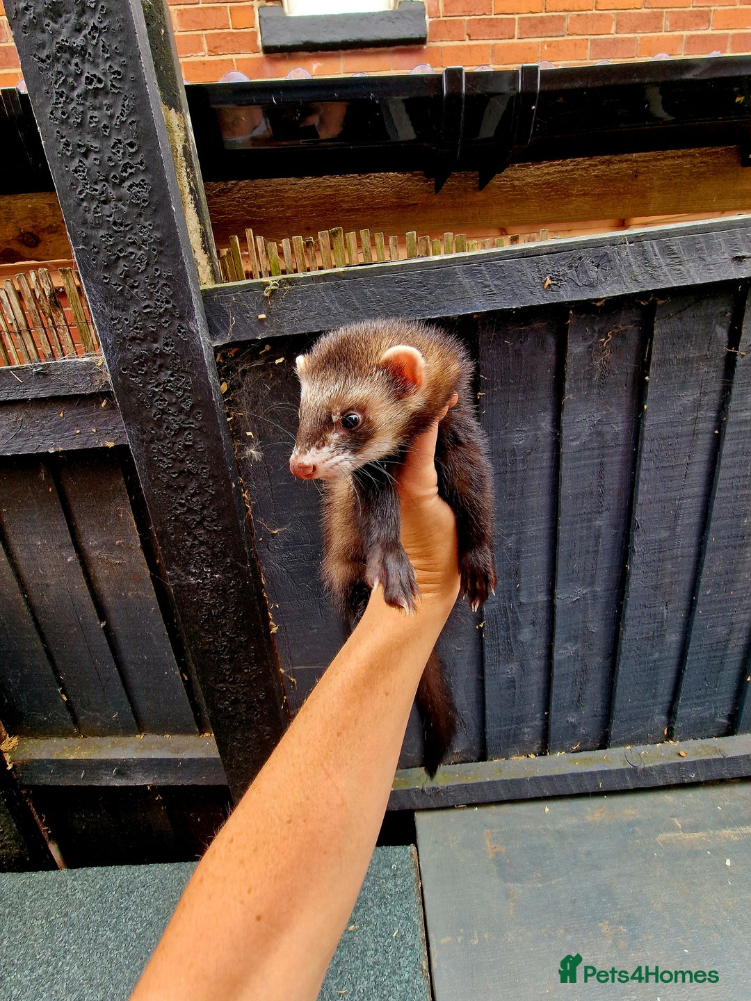 Ferret rodents for sale: 2 x Male Polecat Ferrets - Image 2