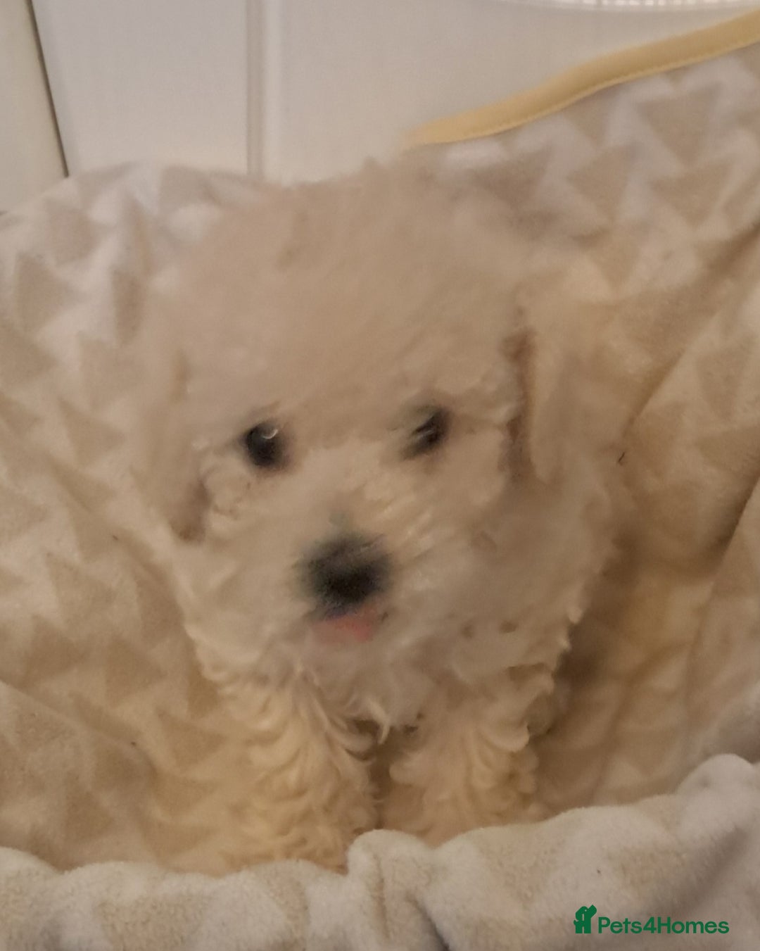 Mixed Breed dogs for sale: Beautiful poodle puppys - Advert 3
