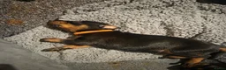 Dobermann dogs for sale: Male Doberman Puppies  - Advert 4