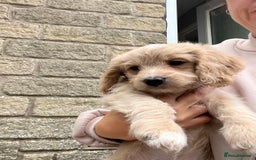Poodle dogs for stud: Beautiful Poodle Stud - Image 9