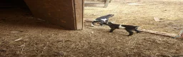Goats livestock for sale: Pygmy Goats for sale x 4 - Advert 2