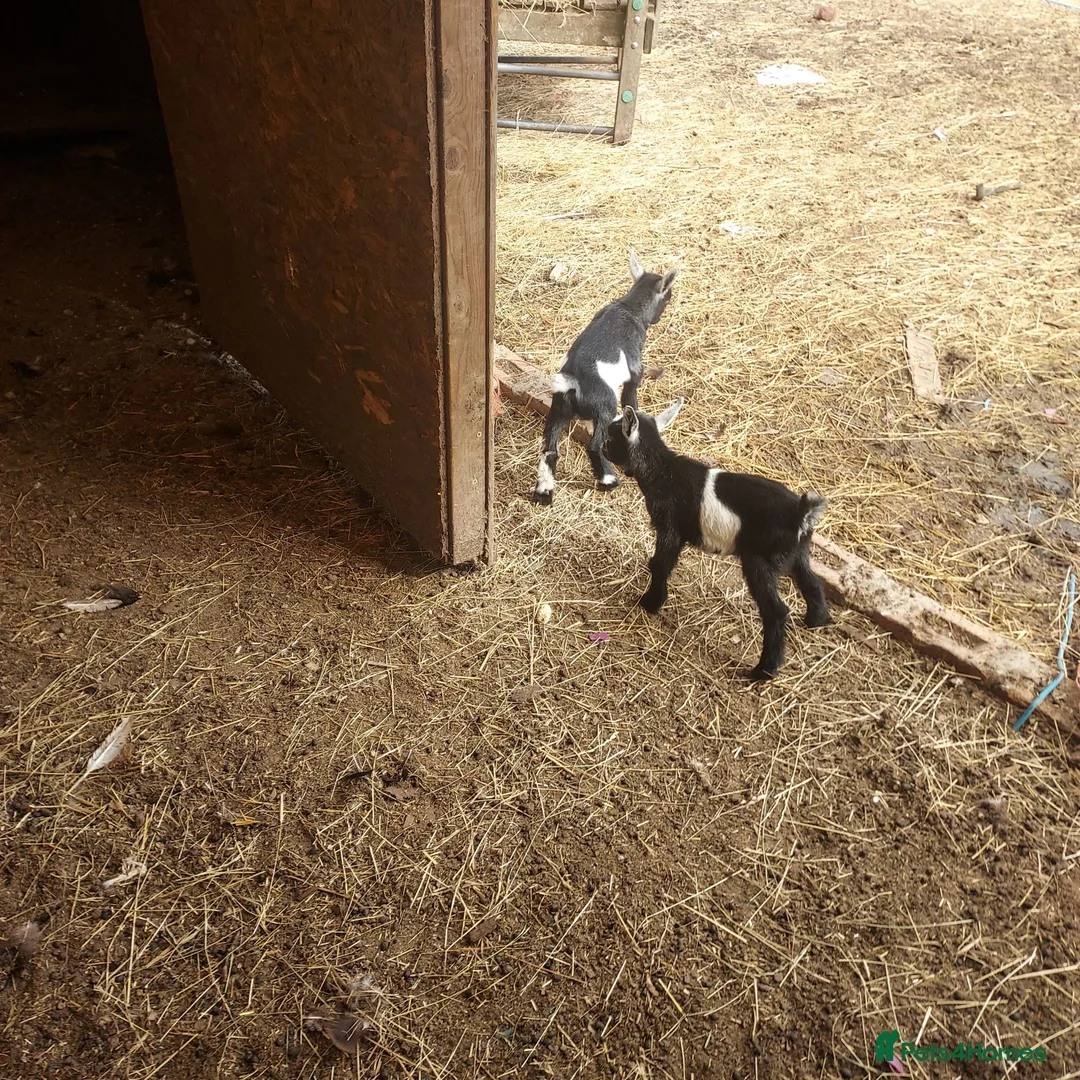 Goats livestock for sale: Pygmy Goats for sale x 4 - Advert 2